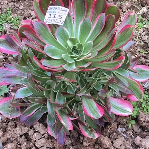 2.22-115男神多肉植物