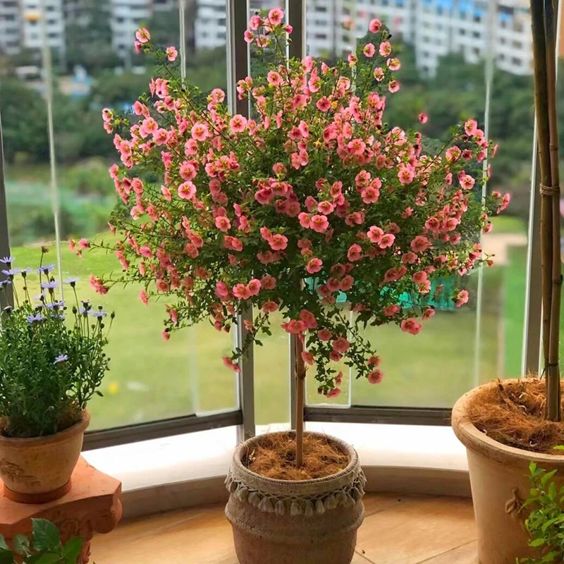 小木槿花卉盆栽微草莓开花机器多年生灌木