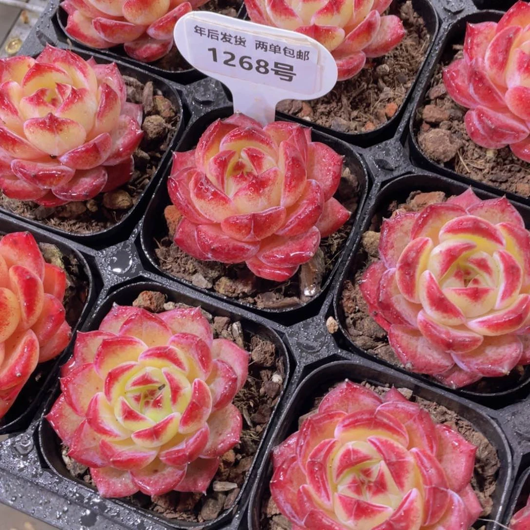 1268号 全状态冰透夜魔侠单头一个