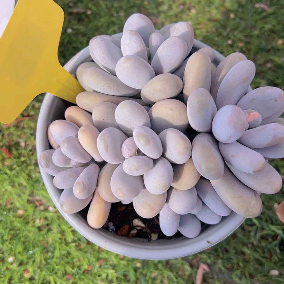 香玉的故事是一个人的故事吗