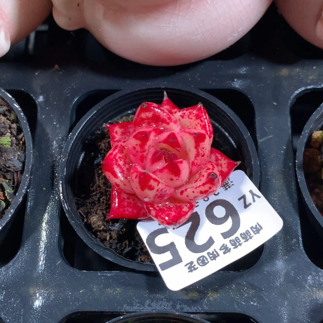 5CM拇指盆精控多肉YZ625