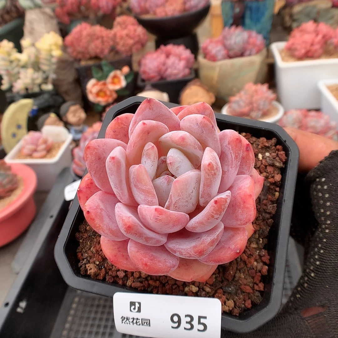 935冰橙多肉植物66666