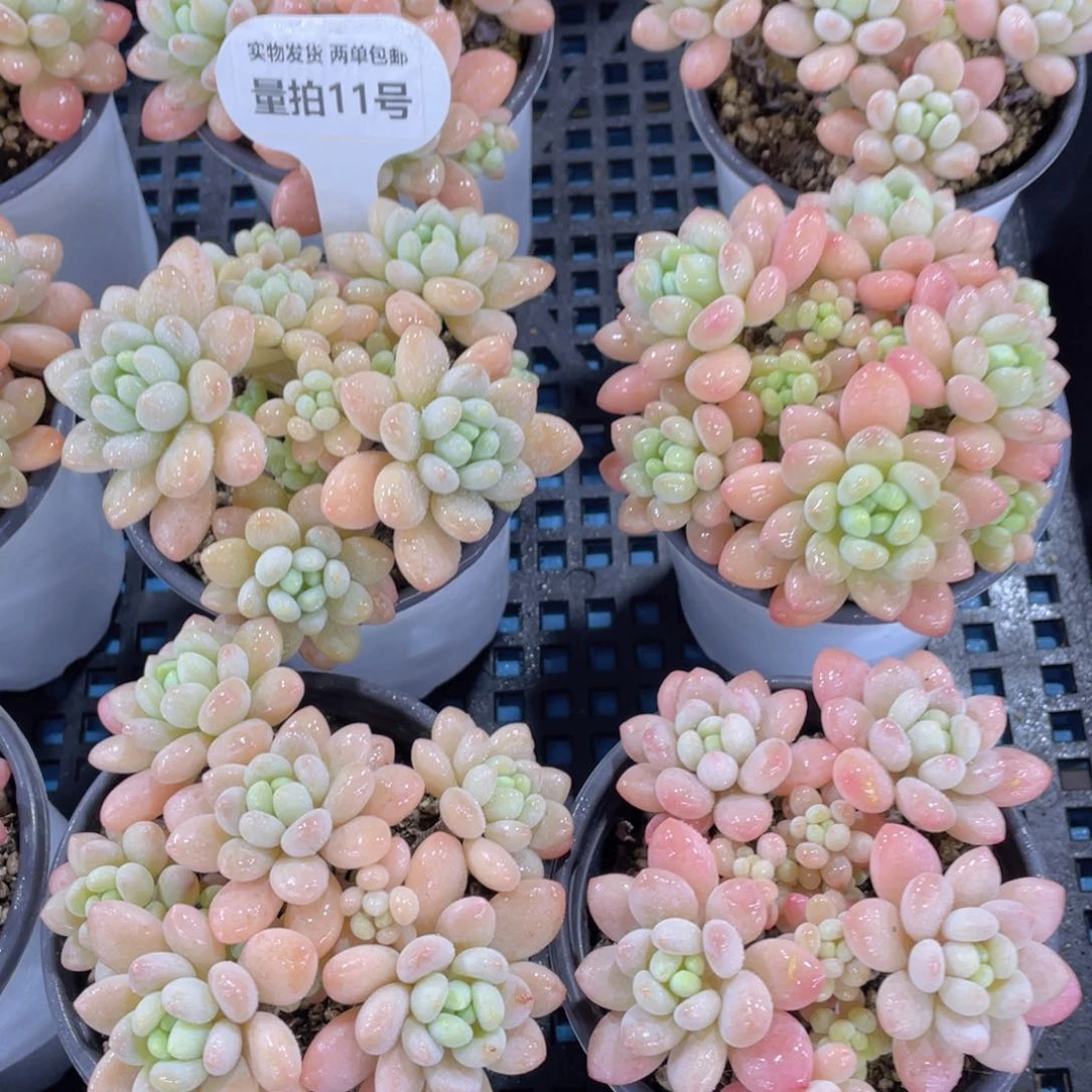 量拍11号 多头精品鱼子酱大群一个