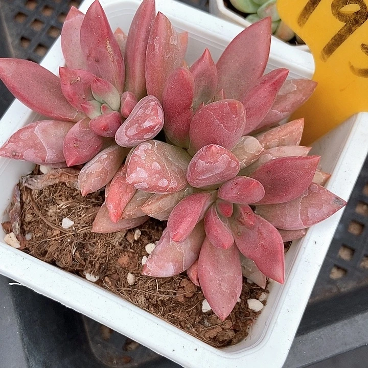 多肉植物桃花源1937