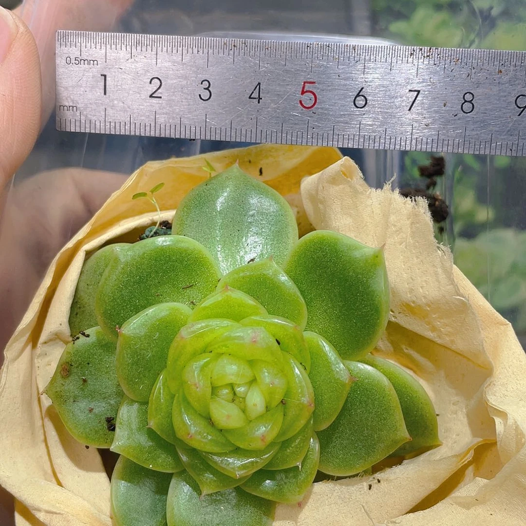 343。翡冷翠19。保7厘米母本发货