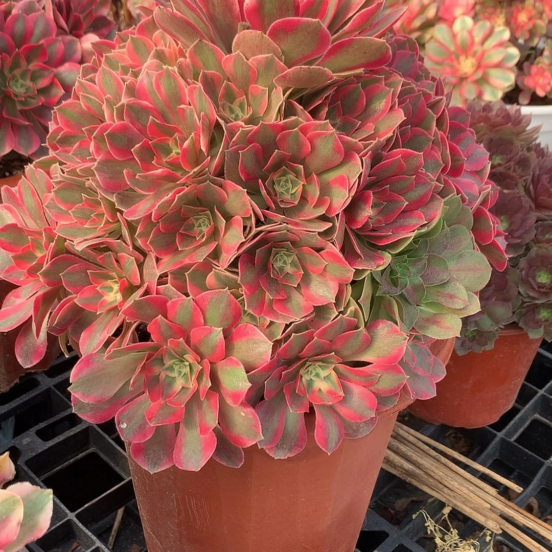 浅***然完全开放法师图片植物多肉