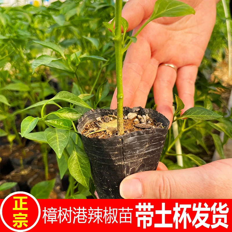 正宗樟树港辣椒苗 杯装苗 湖南岳阳湘阴原产底带泥土辣椒树盆栽