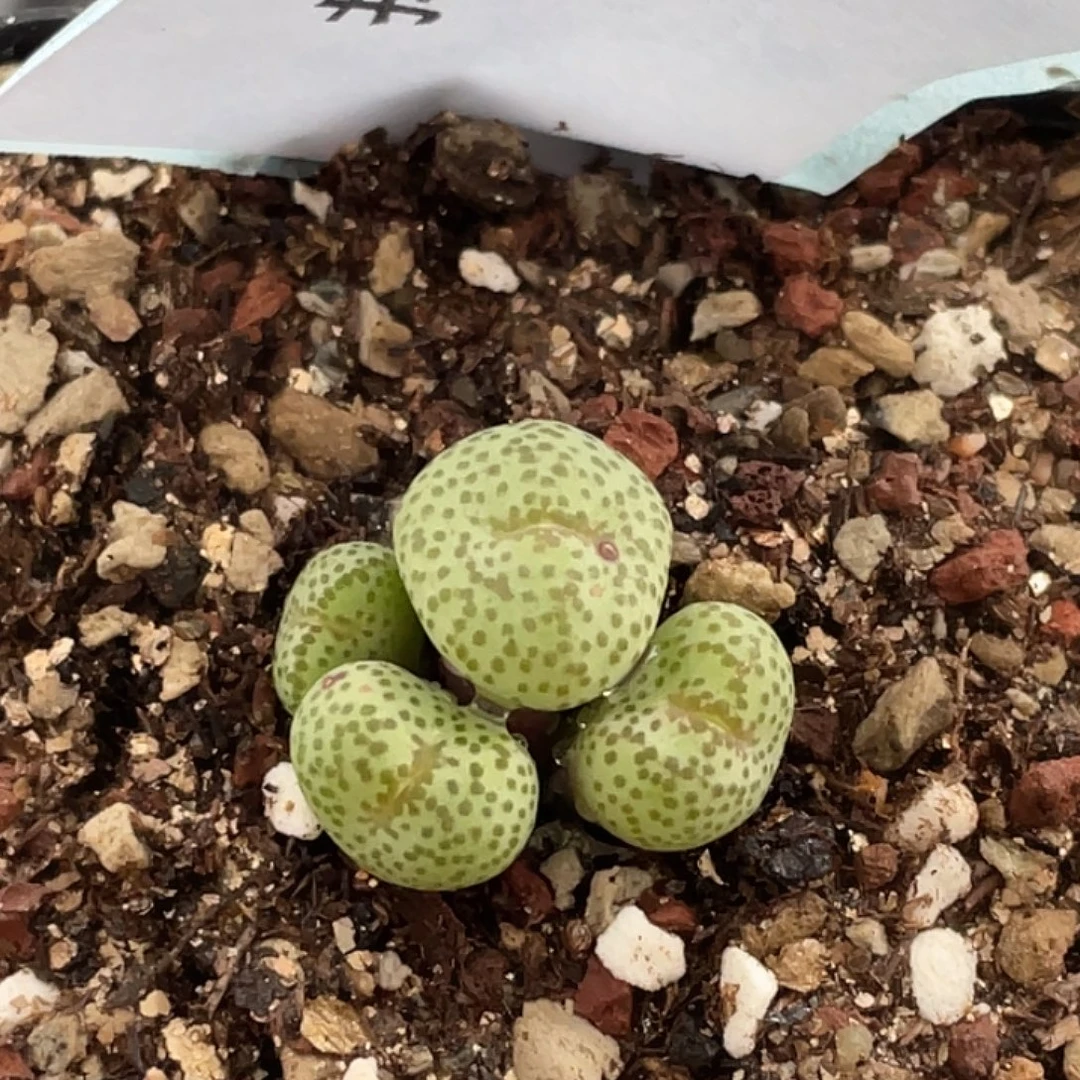 4-88金桔多肉植物