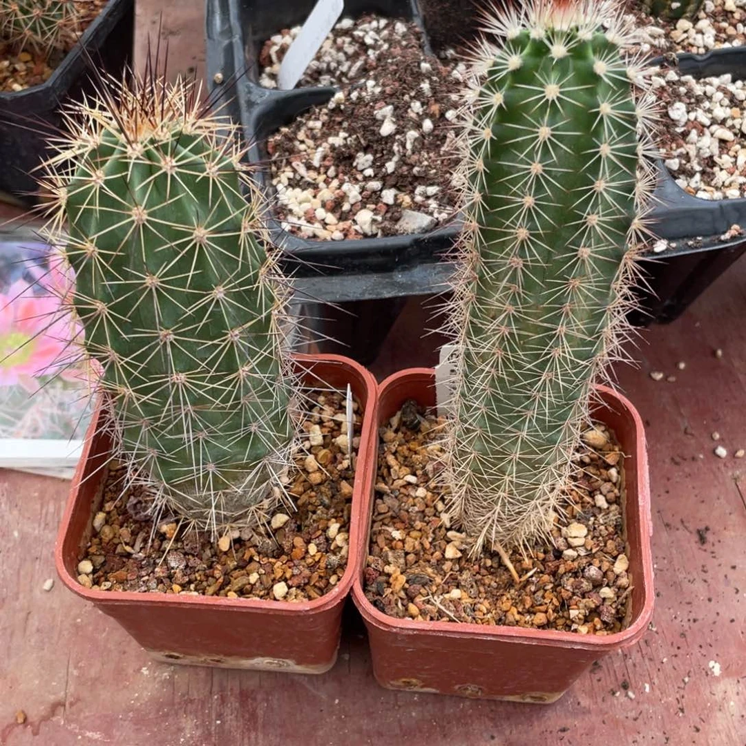 鹿角柱实生仙人球锦御旗2个