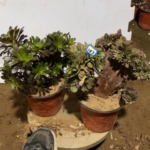 两颗法师一物一拍