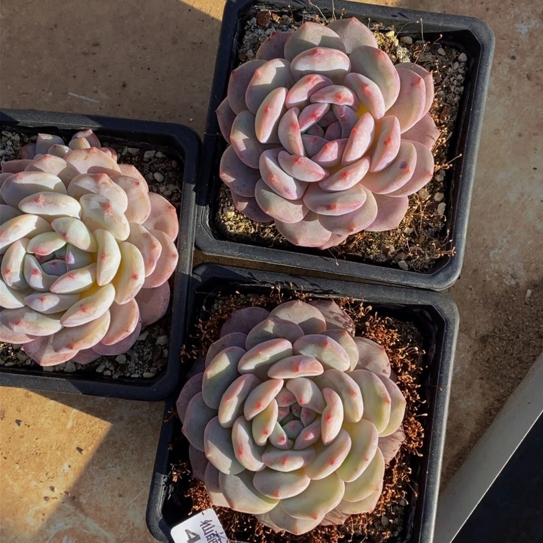 颜*488的人们在一起的