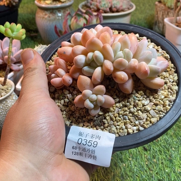 0359啊啊啊啊啊啊啊啊啊啊啊啊