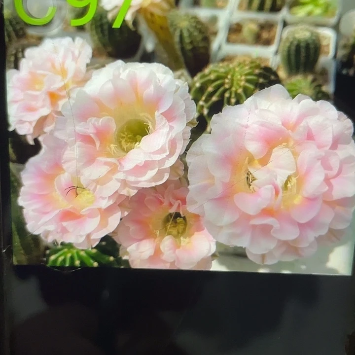 C97号3公分秀蒲嫁接福利