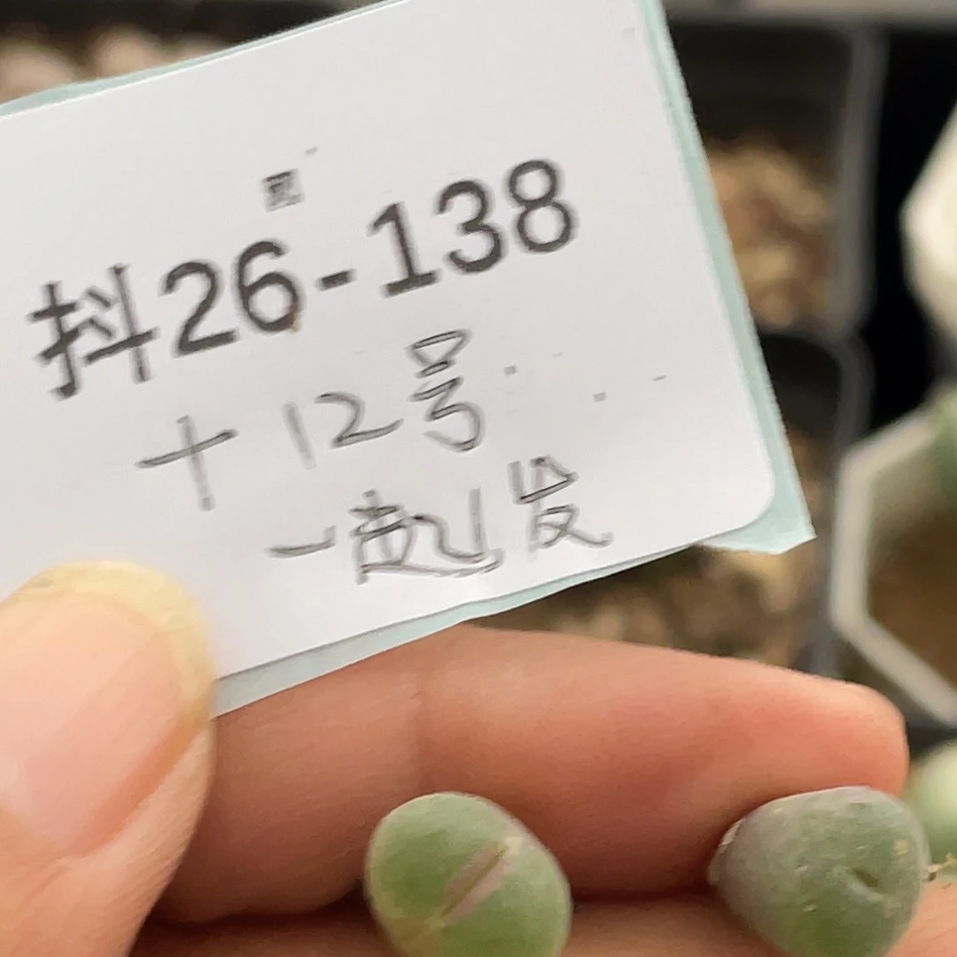 一***灰26-138肉锥多肉植物
