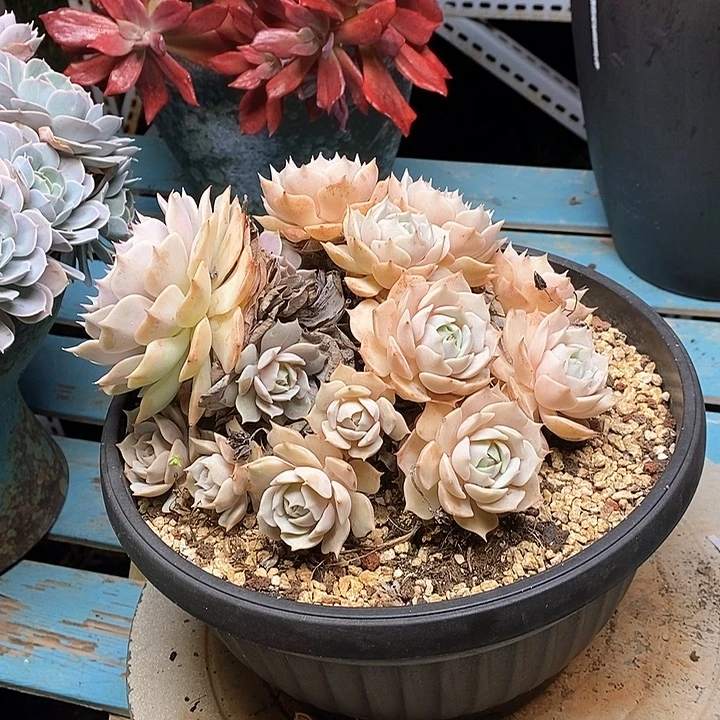 露娜连老庄无砍群