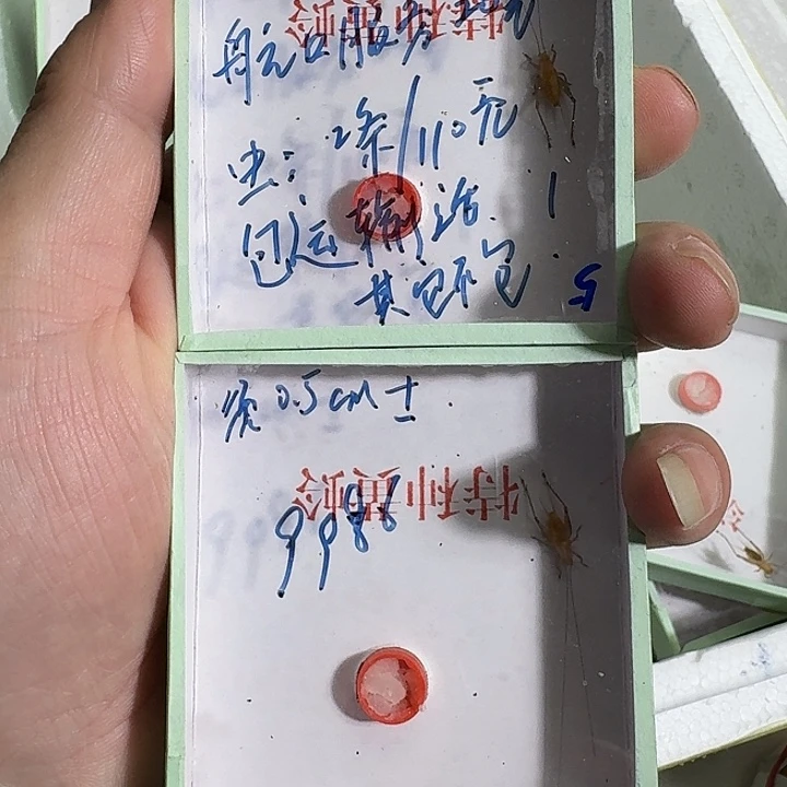 用***2蟋蟀111111111343334