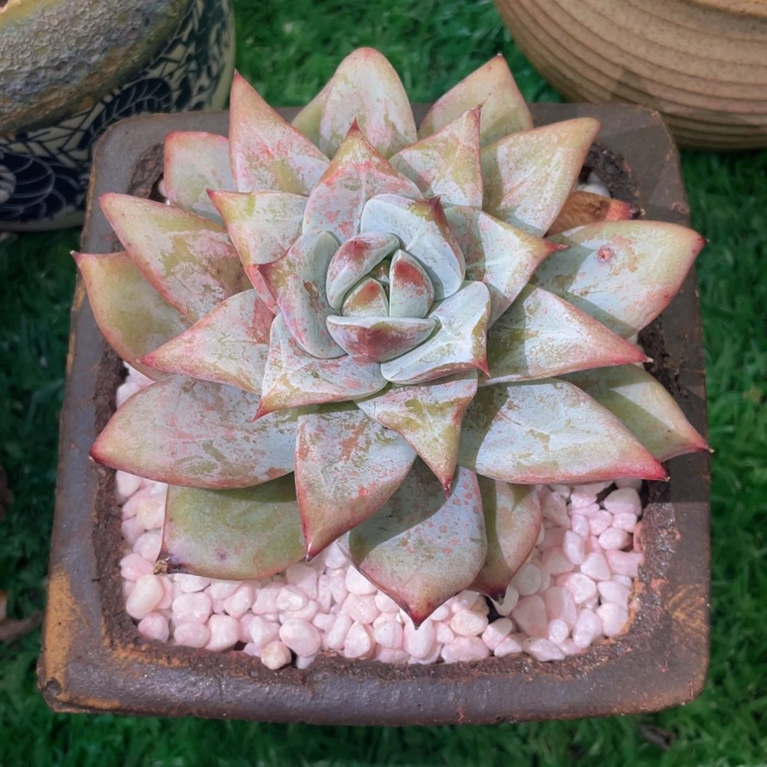 小***猫多肉植物盆栽多肉植物