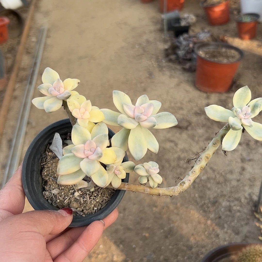 多肉植物多肉植物