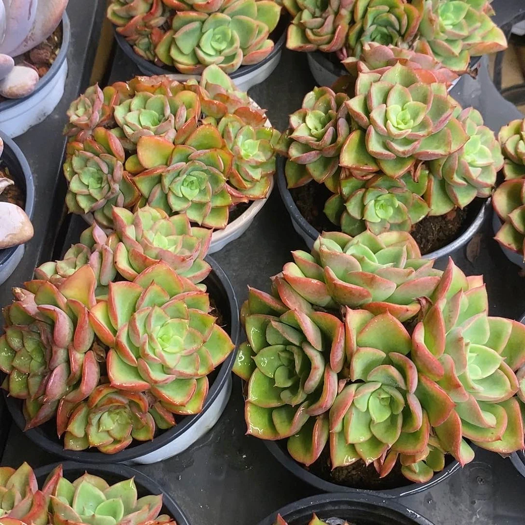 团。高贵。福利多多