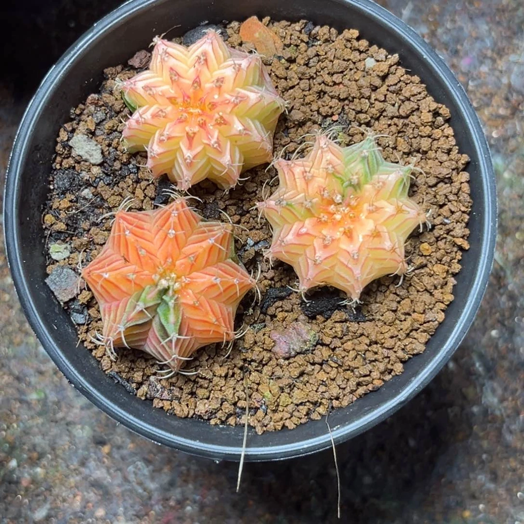 微瑕福利，带盆土发货