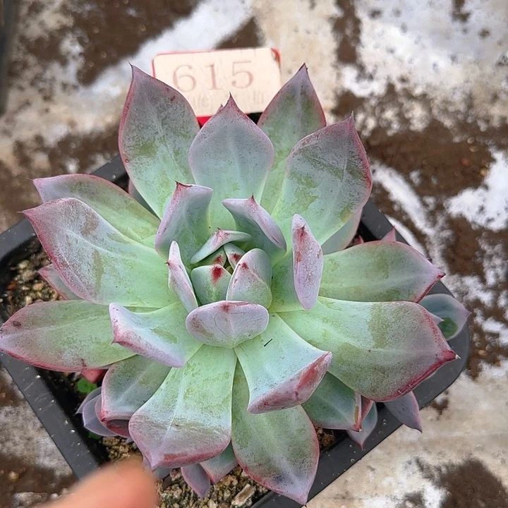 山***夫祖母绿615多肉植物