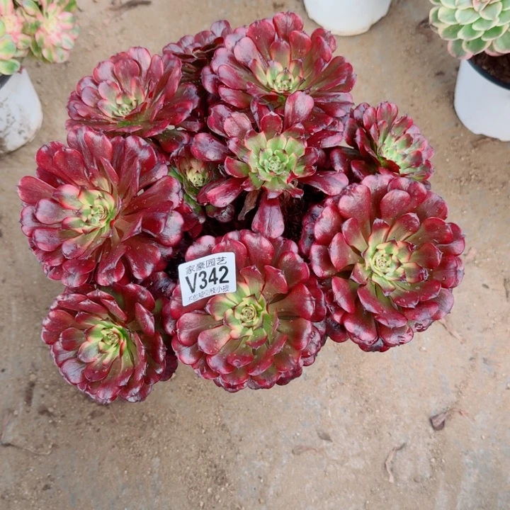 342美姬官服35左右2