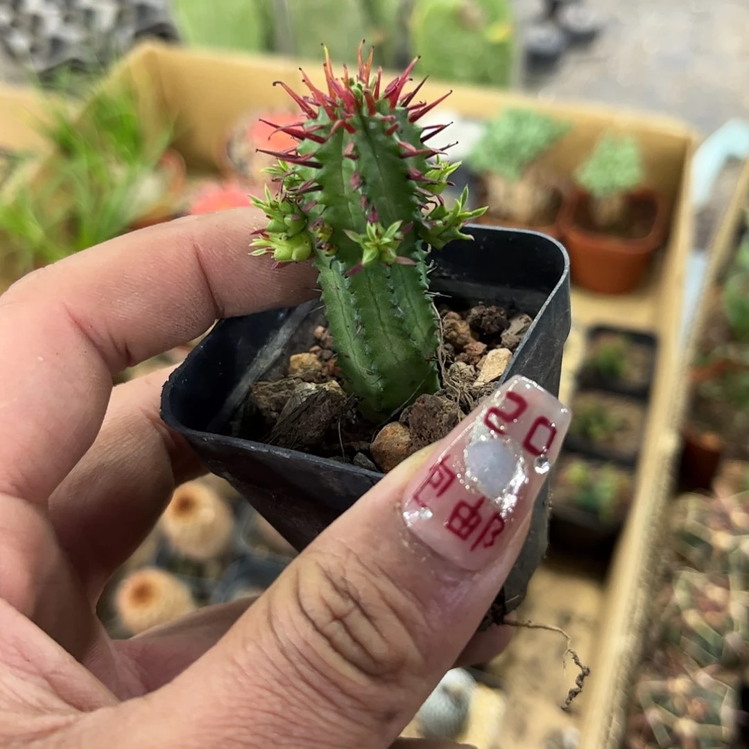 红刺麒麟有根发货有根