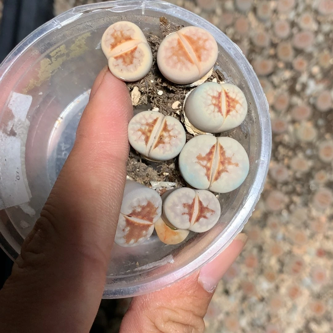 超***球B719多肉植物保护