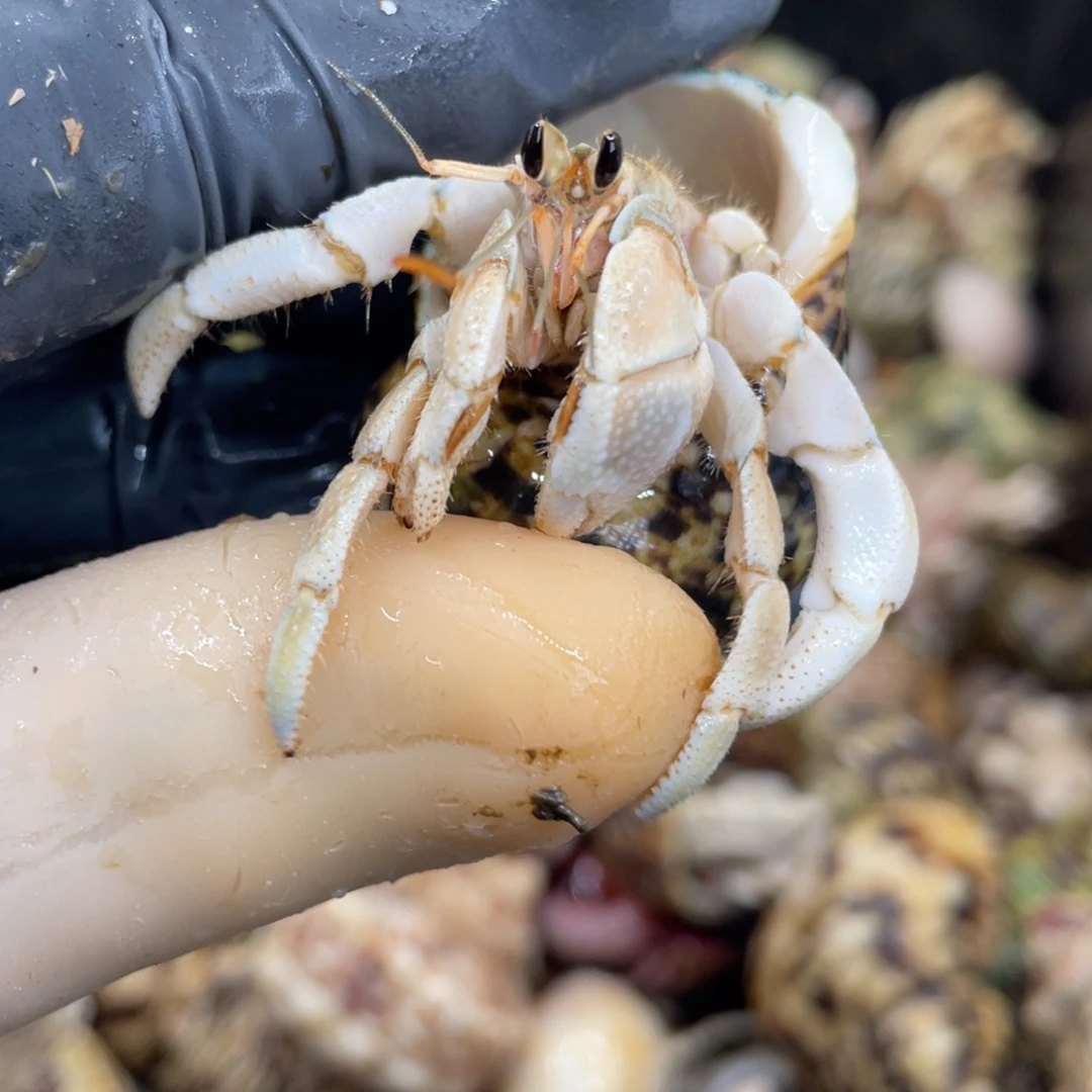 不退不换活体宠物95