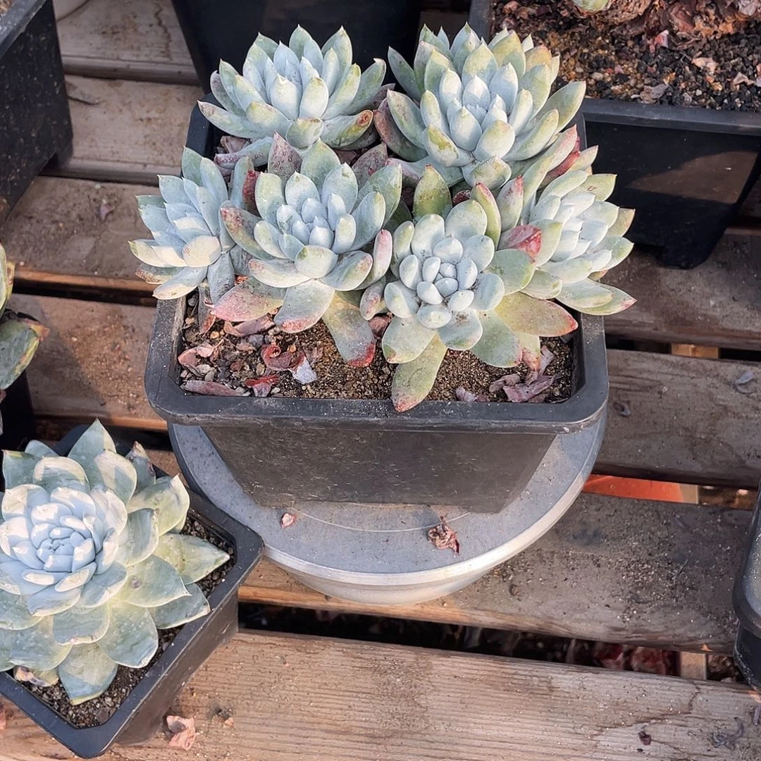 晨溪园艺仙女杯呀