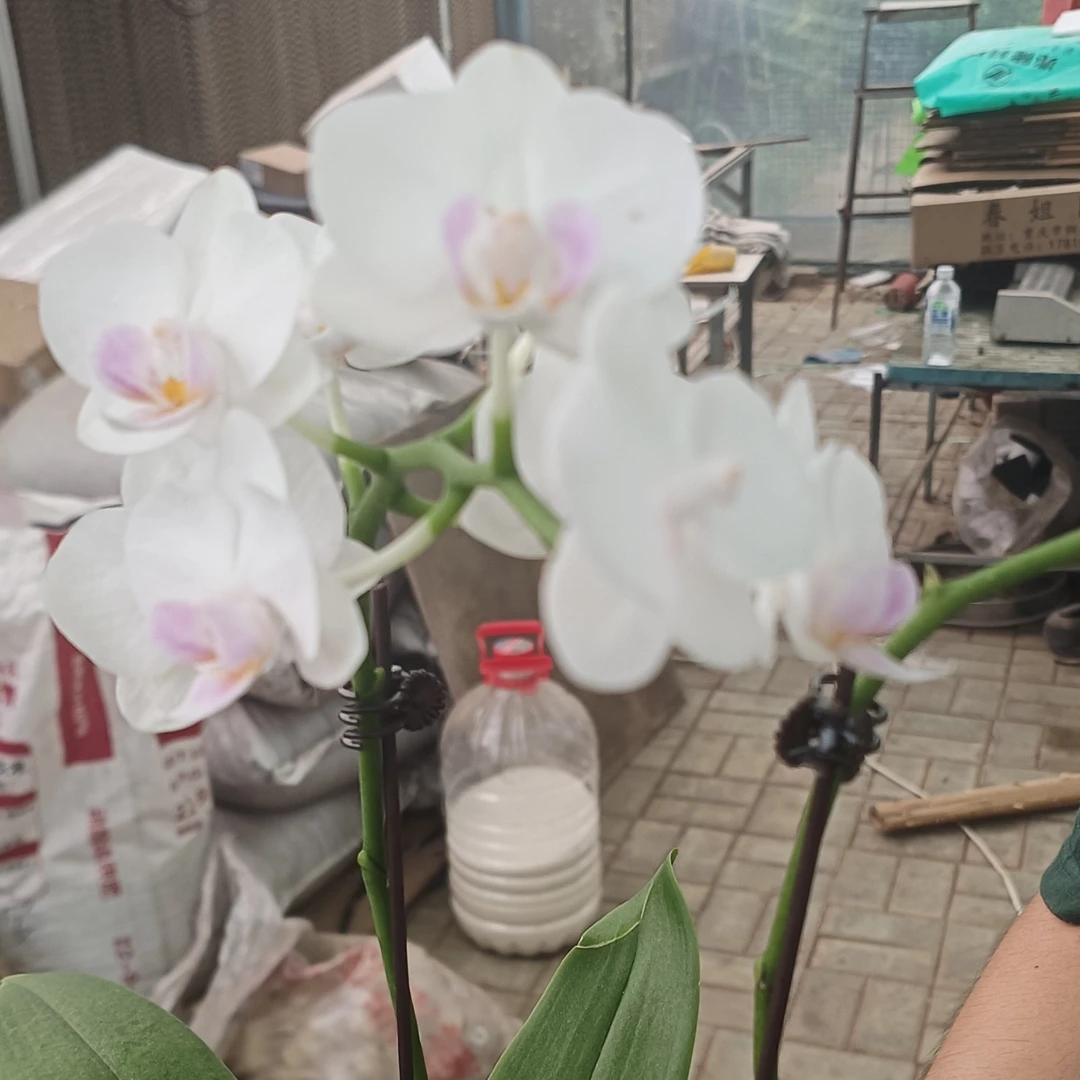 进口洋兰（小雪）室内花