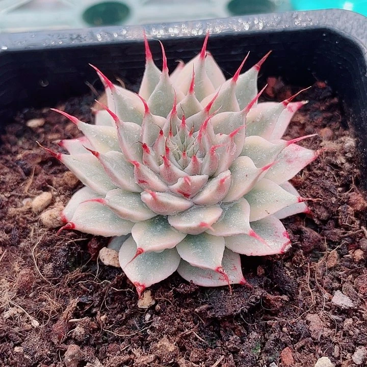 银星锦。锦龙园艺5