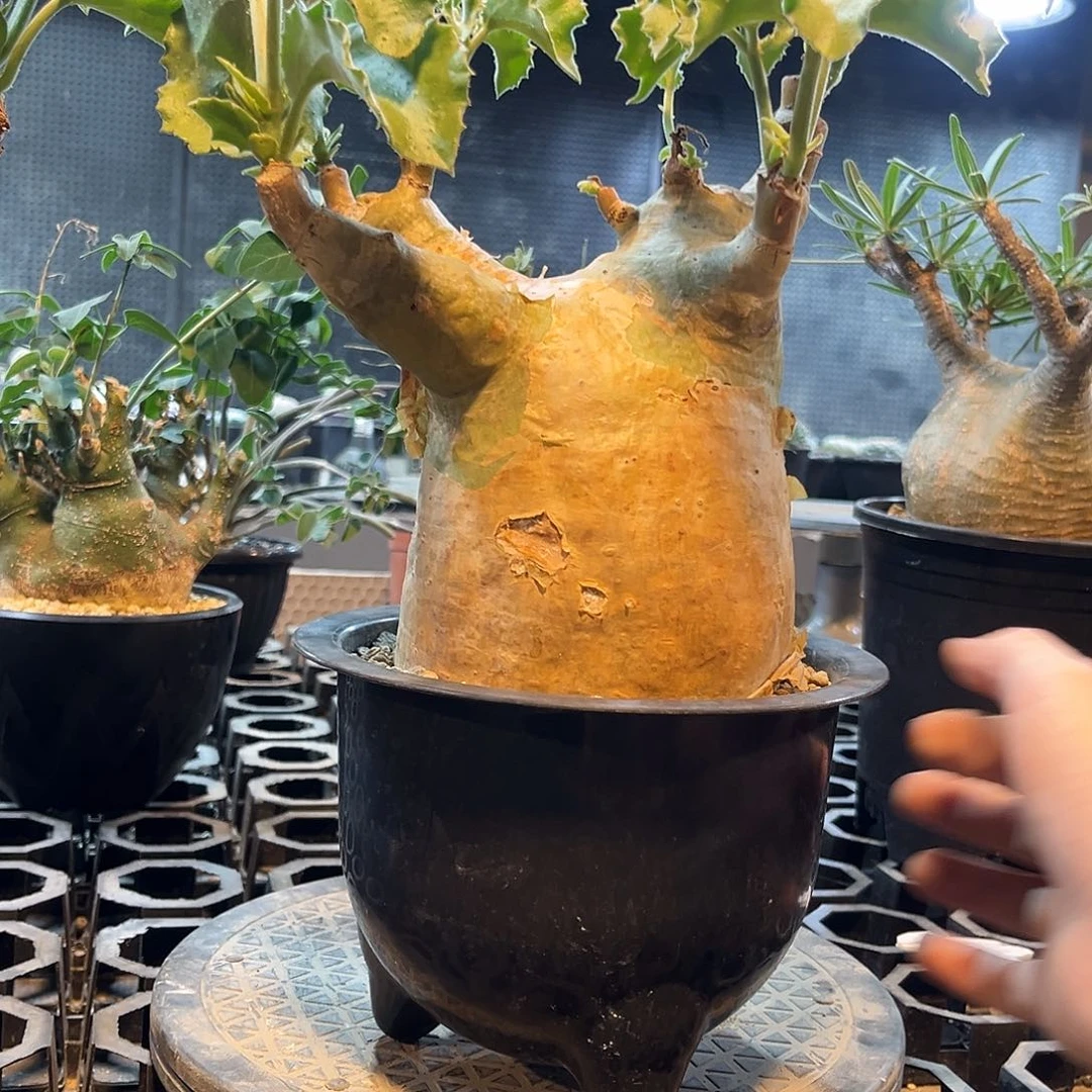 安哥拉葡萄温366666999