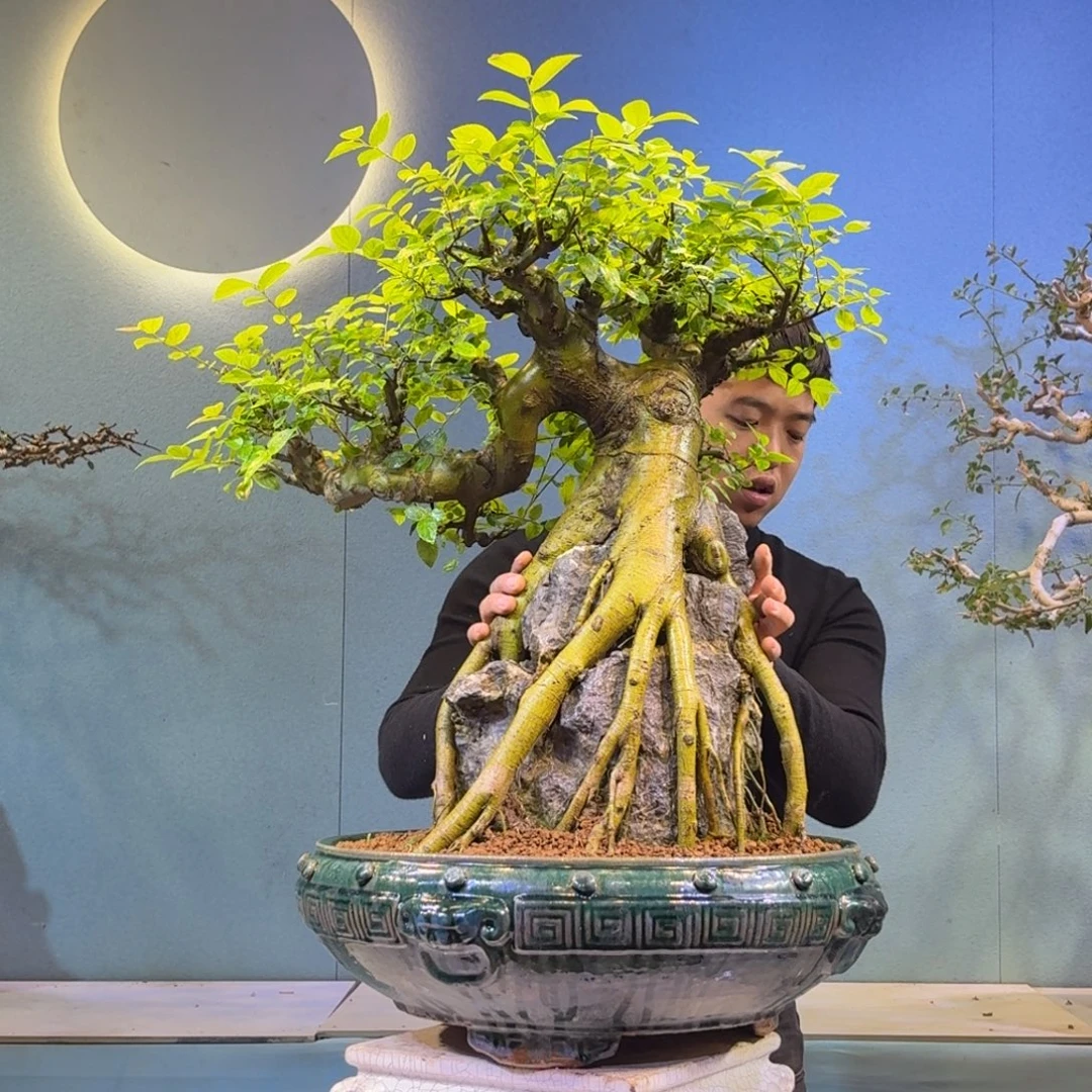 @***神无花朵朴树一物一拍