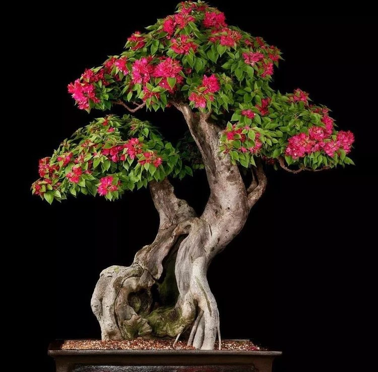 清香木，小时积，鬼柳，清香，铁马