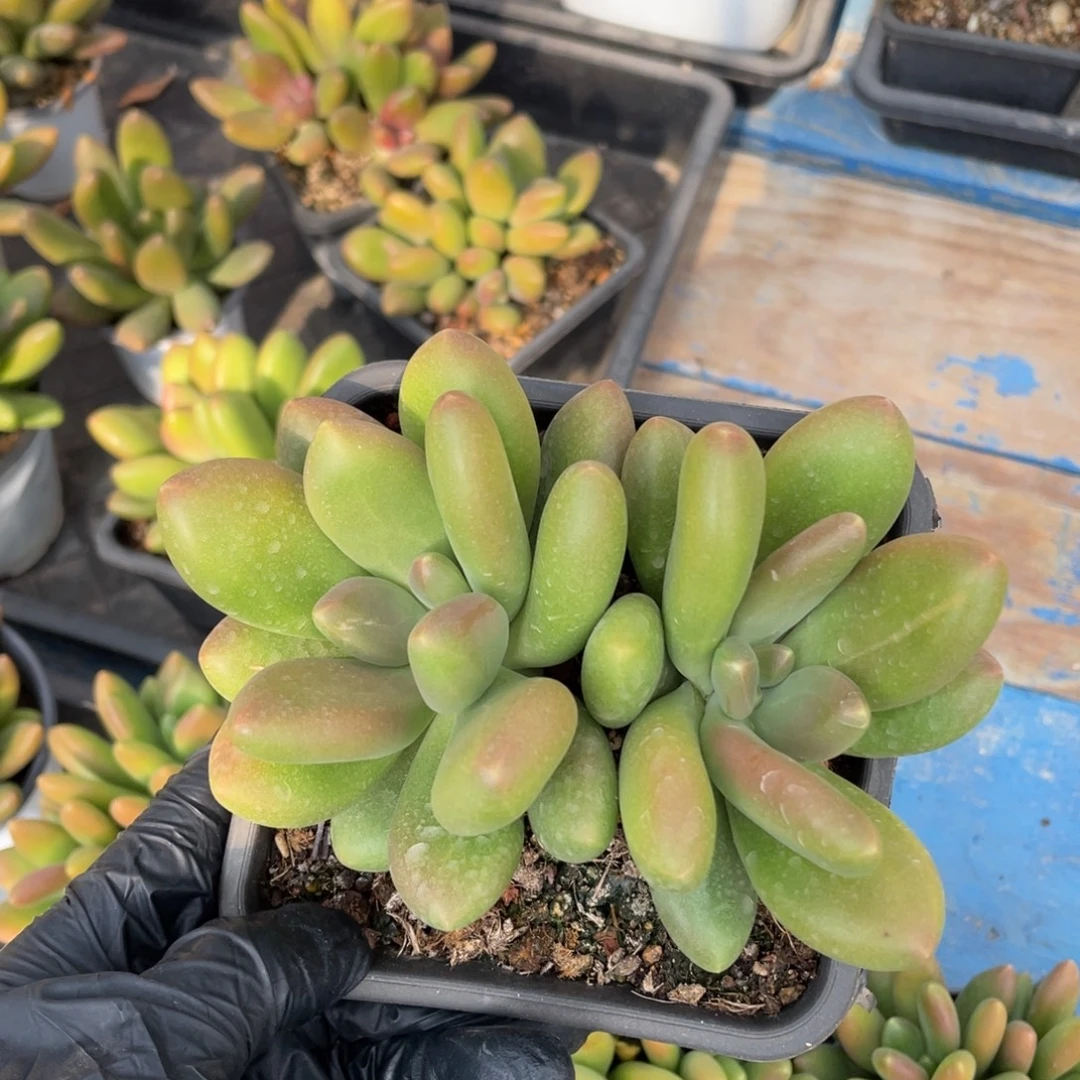 正版芒果奶多肉植物