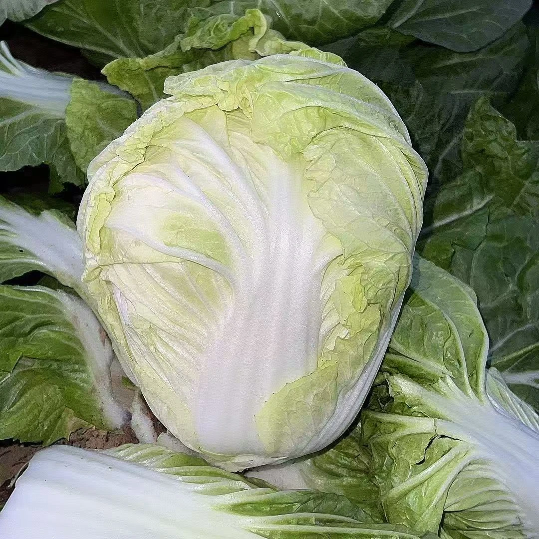 大白菜新鲜蔬菜秋季时令现砍现发软糯香甜