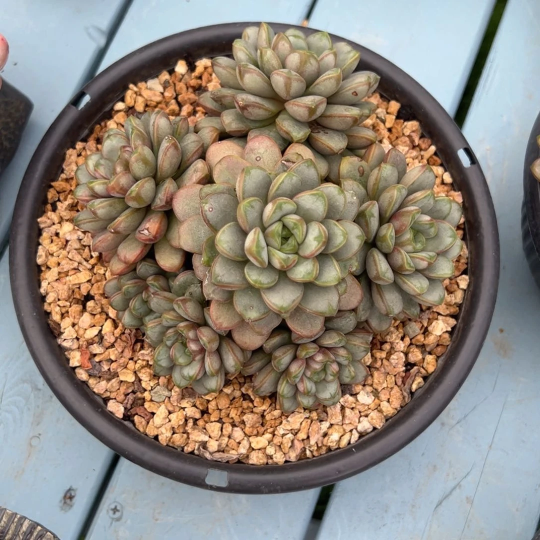 蜻**水葡萄一物一拍