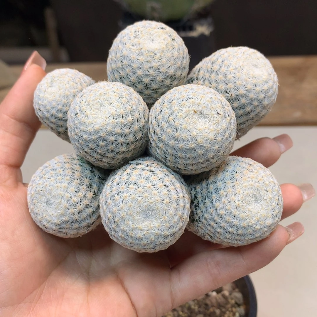 20号 自根 大型白鸟群生11公分