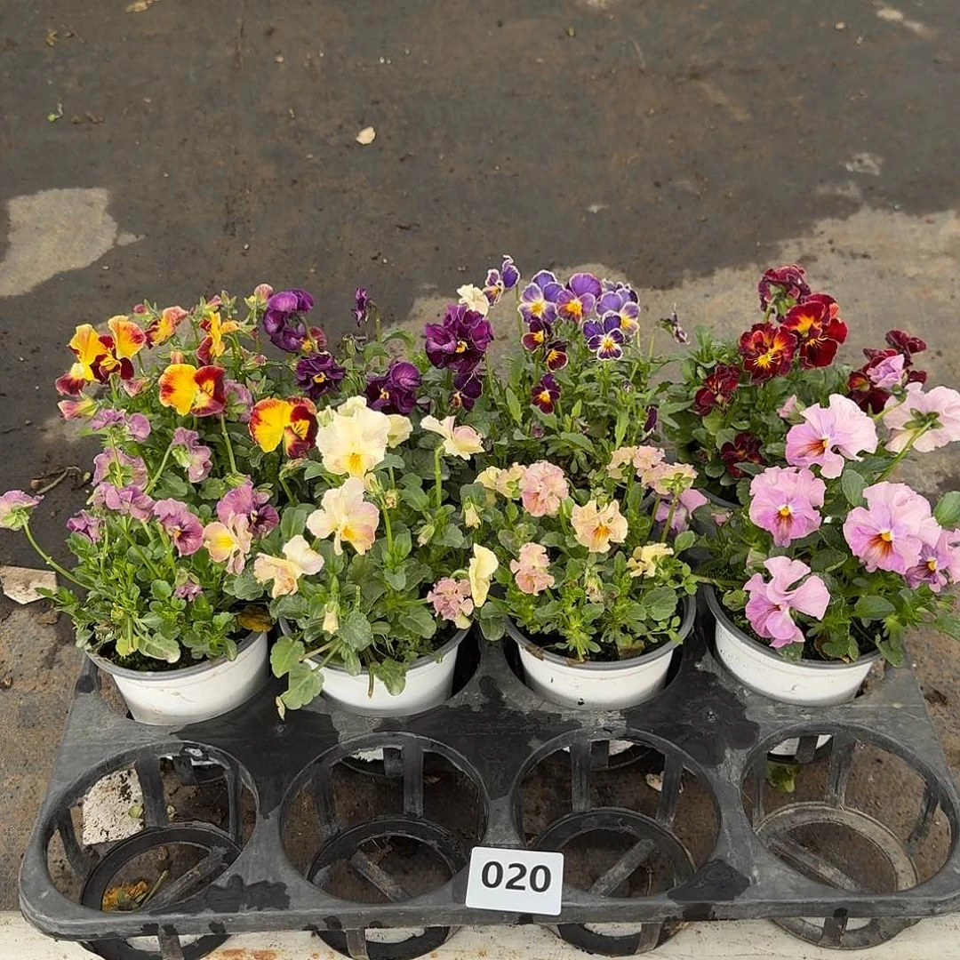 020号花朵不售后大花皱边角堇
