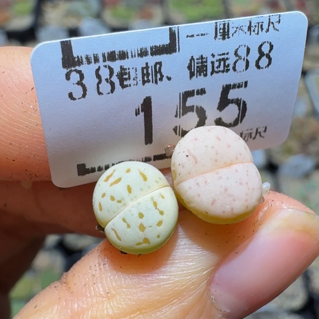 a***aSssss精品生石花155