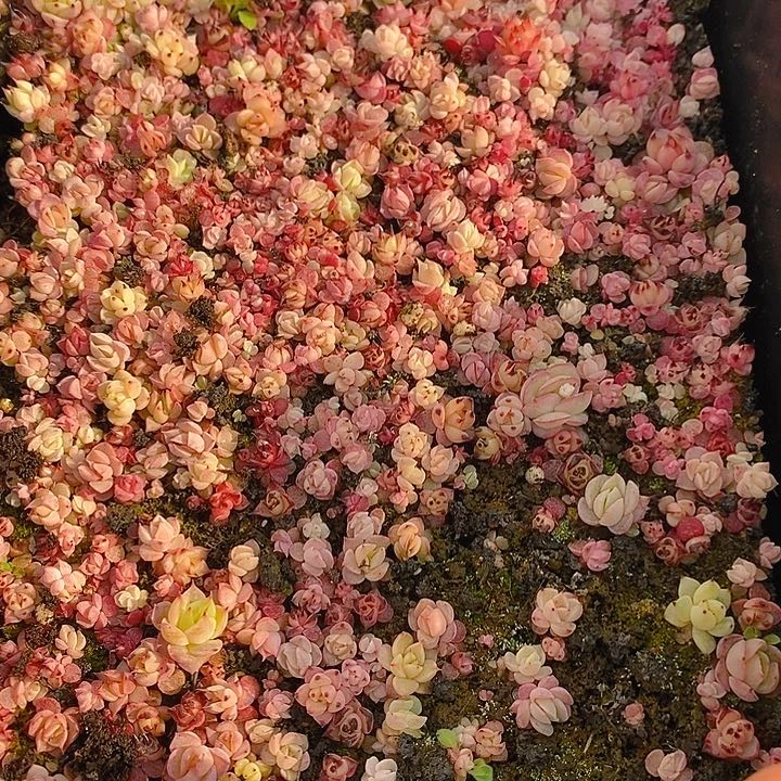 389 多肉植物盆栽花卉植物