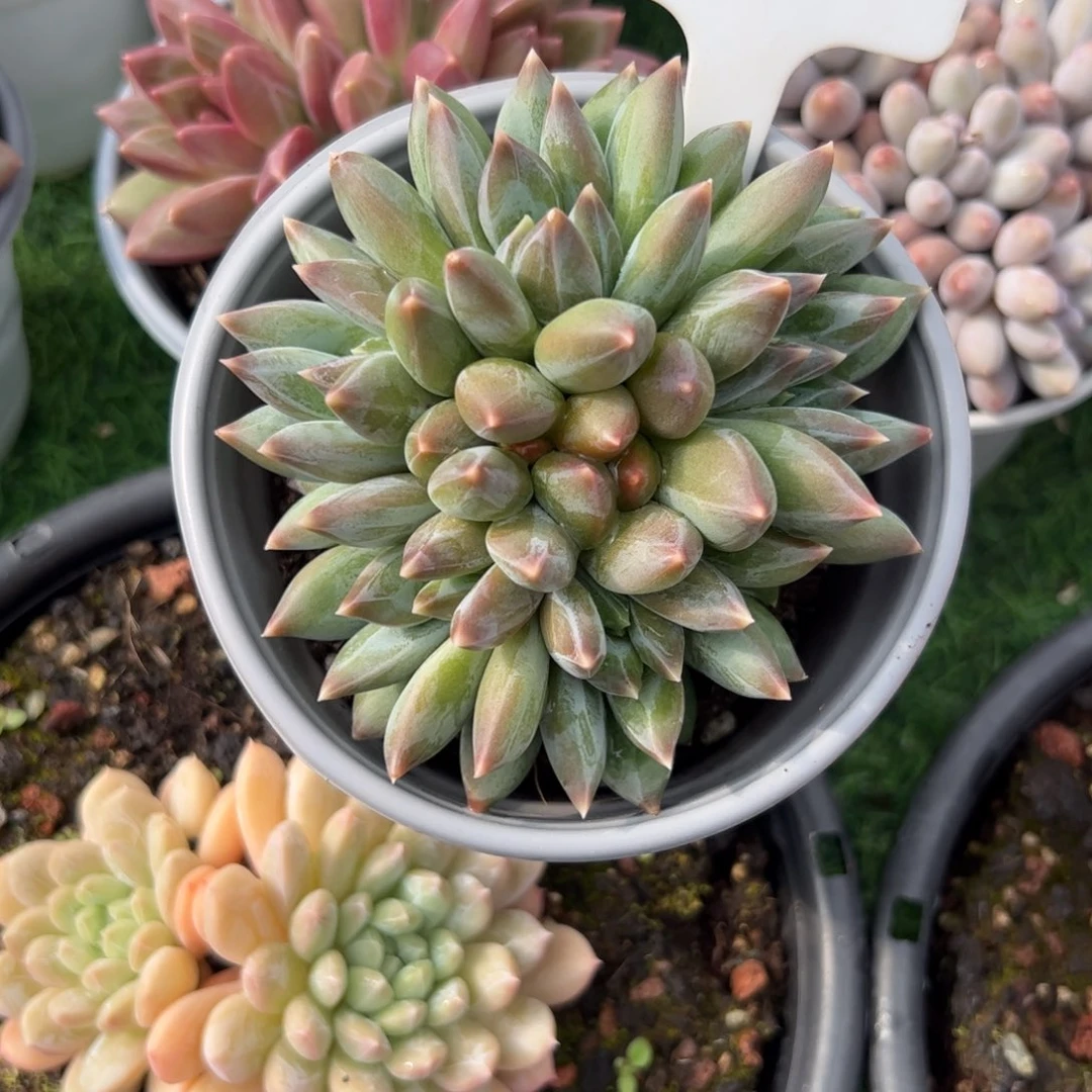 重楼多肉植物保护研究所