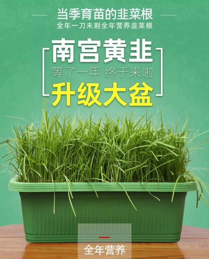 【正宗南宫黄韭盆景】头茬水培韭菜根盆栽1号