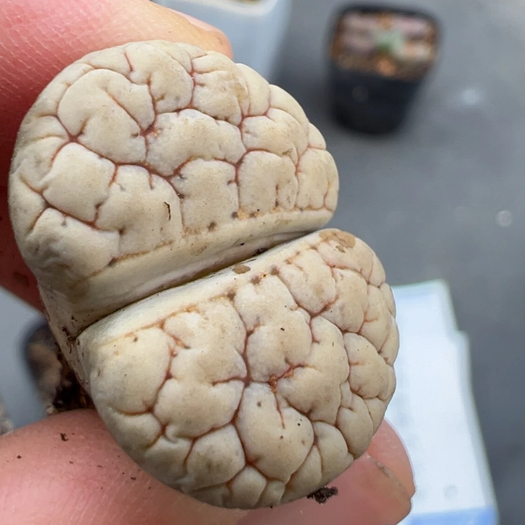 10.8好看的多肉脱土发货442