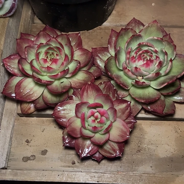 独***想惊鸿仙子多肉植物120