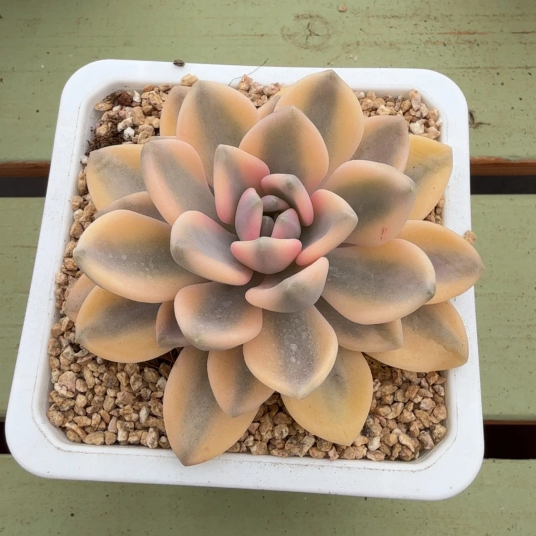 冬美人锦锦上园艺一物一拍