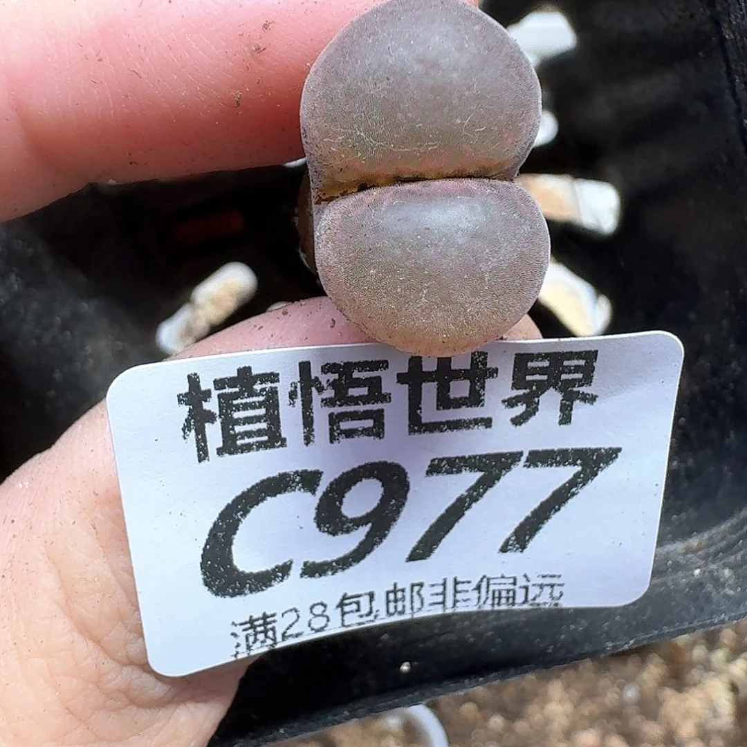 多肉植物的润泽的多