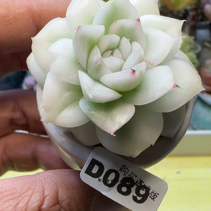 猫***爷D089一物一拍多肉