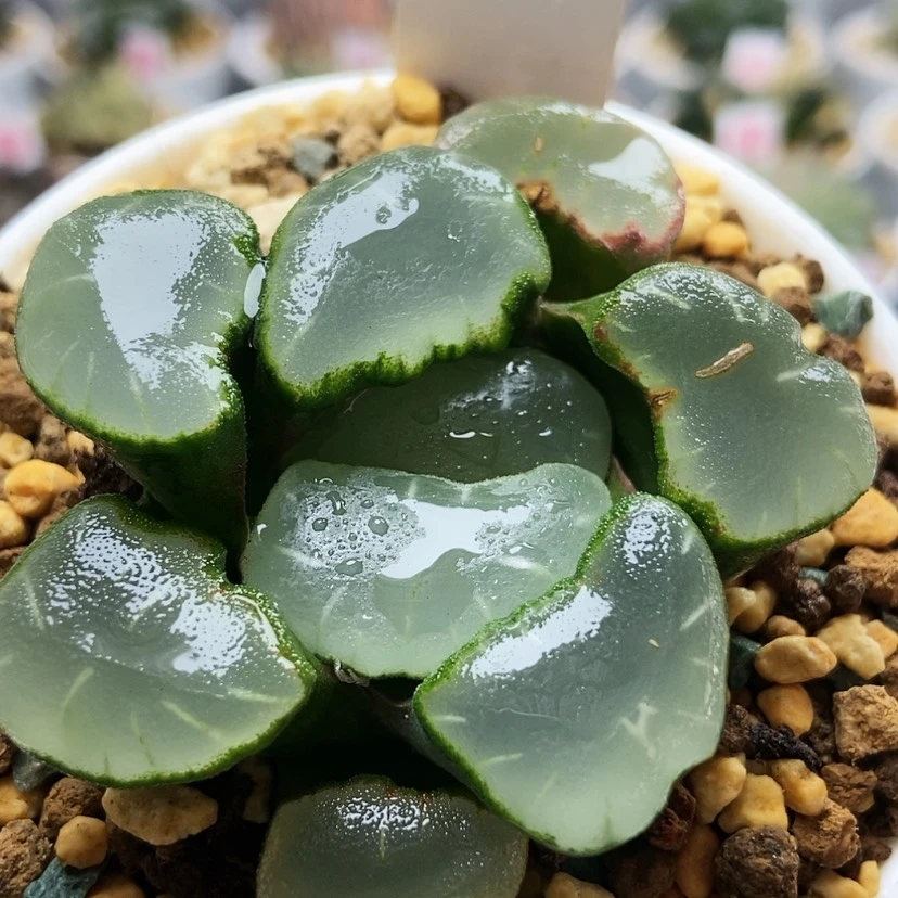 【闪购商品】紫镜巨大130